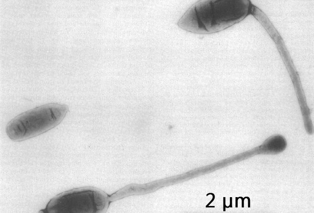 人类基因突变的主要原因,基因变异口臭