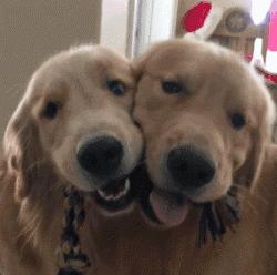 家里的狗狗生气怎么办,狗狗发脾气的表现