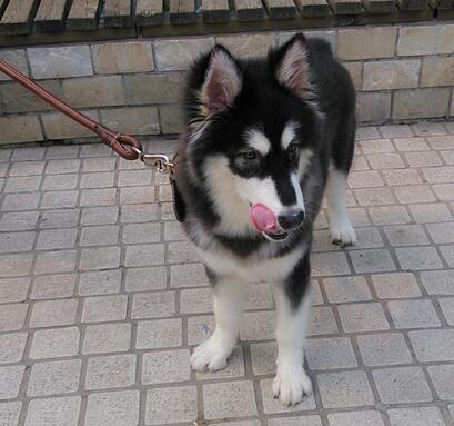 怎么挑选阿拉斯加幼崽,阿拉斯加犬灰桃幼犬如何挑选