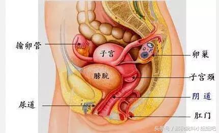 明明怀孕了却什么反应也没有,为什么怀孕孕囊会空的