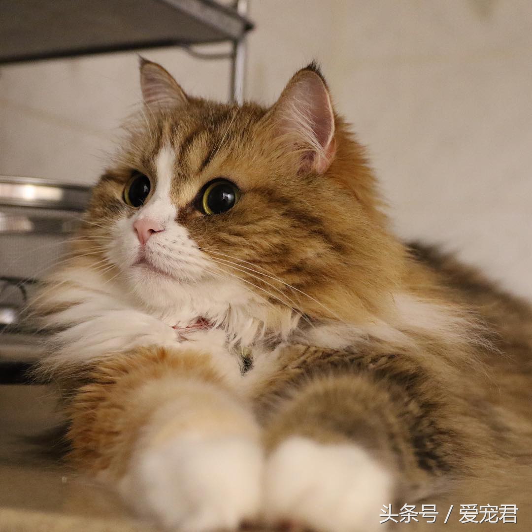 猫咪乱咬东西怎么纠正,猫咪乱咬东西怎么教训它