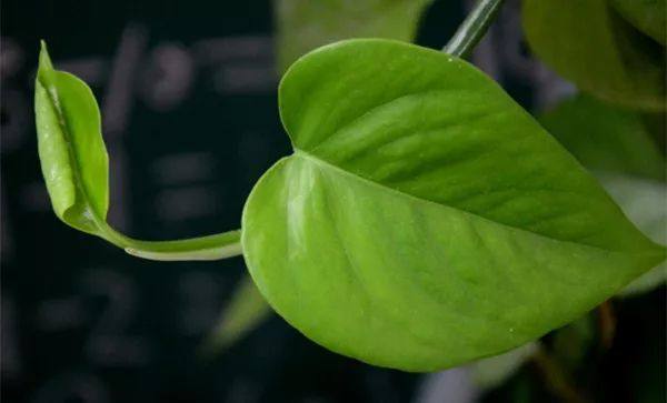 家里的植物叶子发黄怎么回事,叶子发黄的原因与处理方法