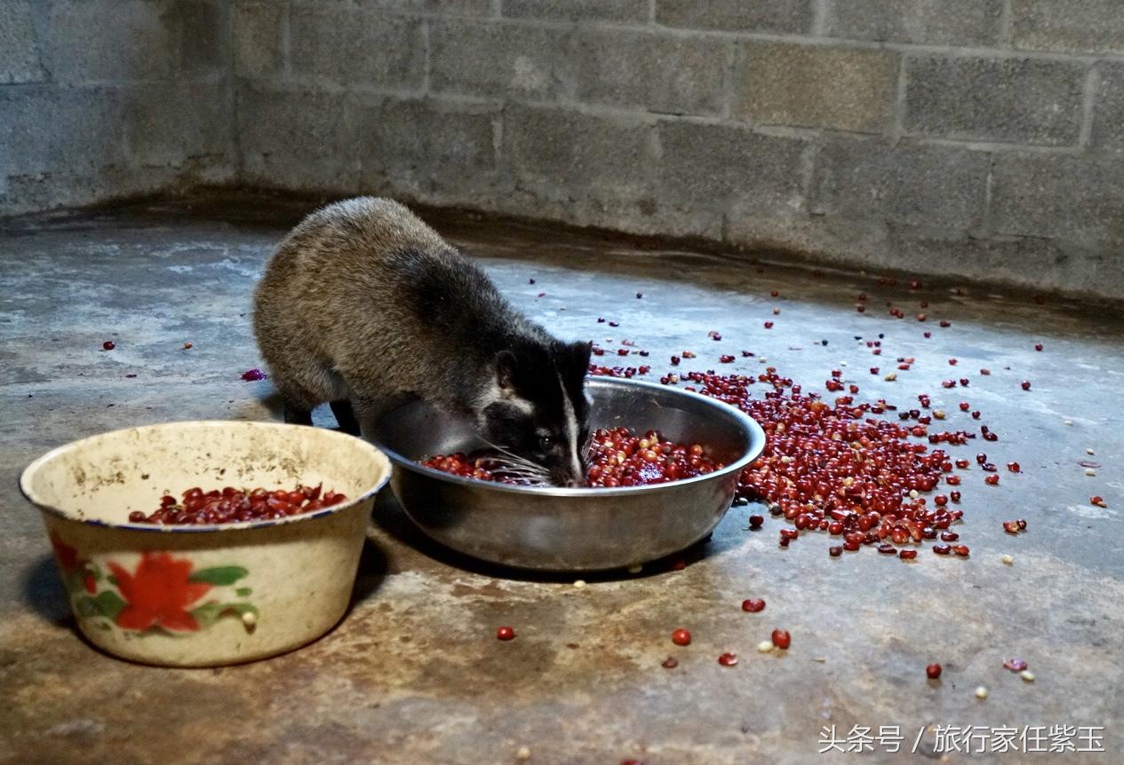 猫屎咖啡和普通咖啡有什么区别呢,猫屎咖啡和云南小粒咖啡哪个好
