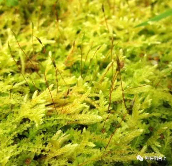 鑻旂帀鐩嗚姳,鑻旂帀鐩嗘牻閫犲瀷