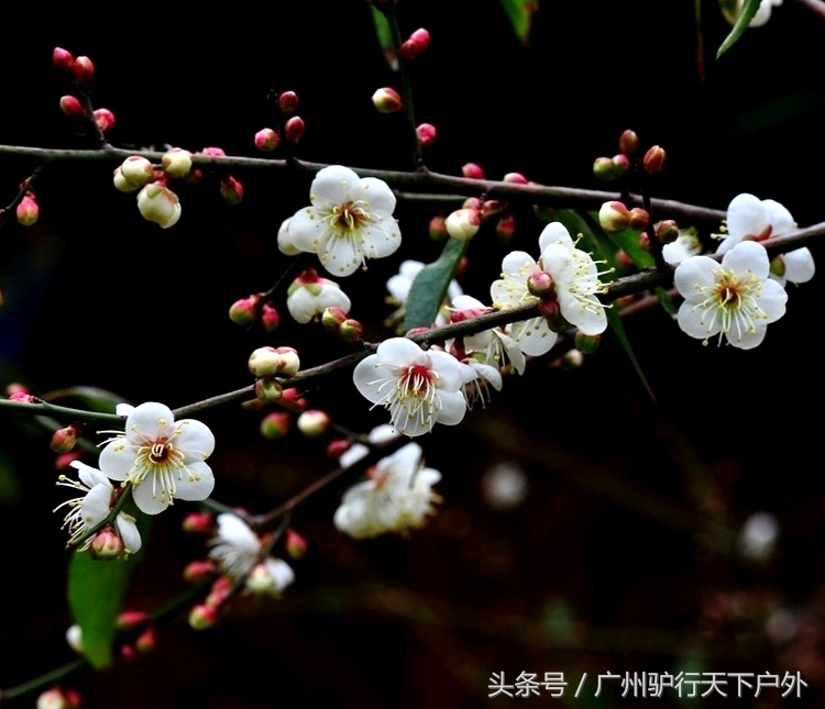 从化石门公园赏红叶旅游团,从化石门森林公园赏梅花路线