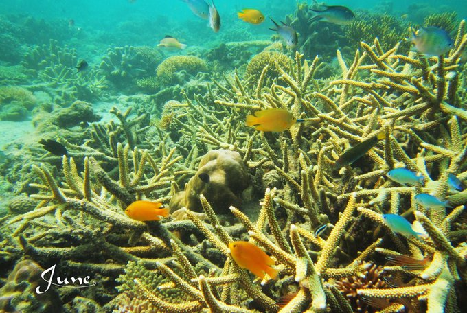 【一只熊的冒险】薄荷色夏日梦，马来西亚沙巴亚庇仙本那历险记——敦沙卡兰海洋公园（完）