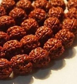 金刚菩提有几种品种图片,金刚菩提顶级品种