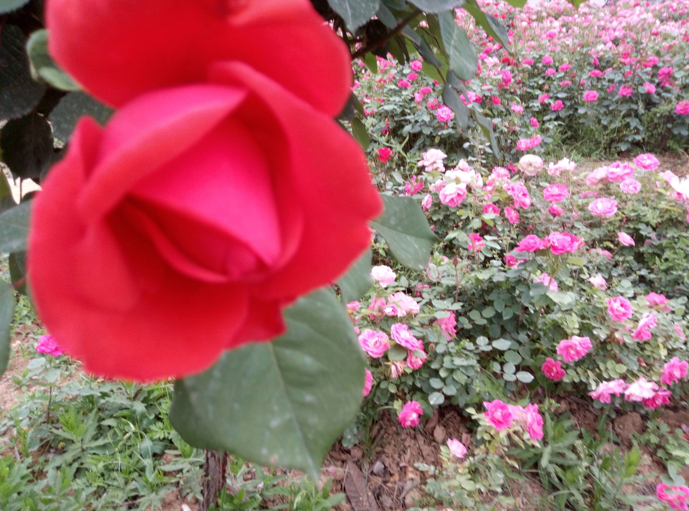 五一赏月季花来宛城,南阳月季大观园五一