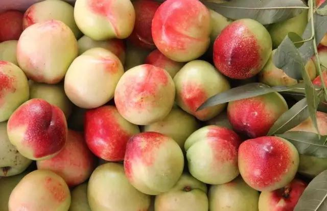 五一假期快来农业园摘蓝莓,五一快来摘草莓了