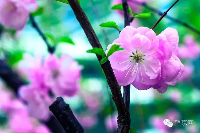 如果有人说“望京什么破地儿?”就把这条微信甩给他