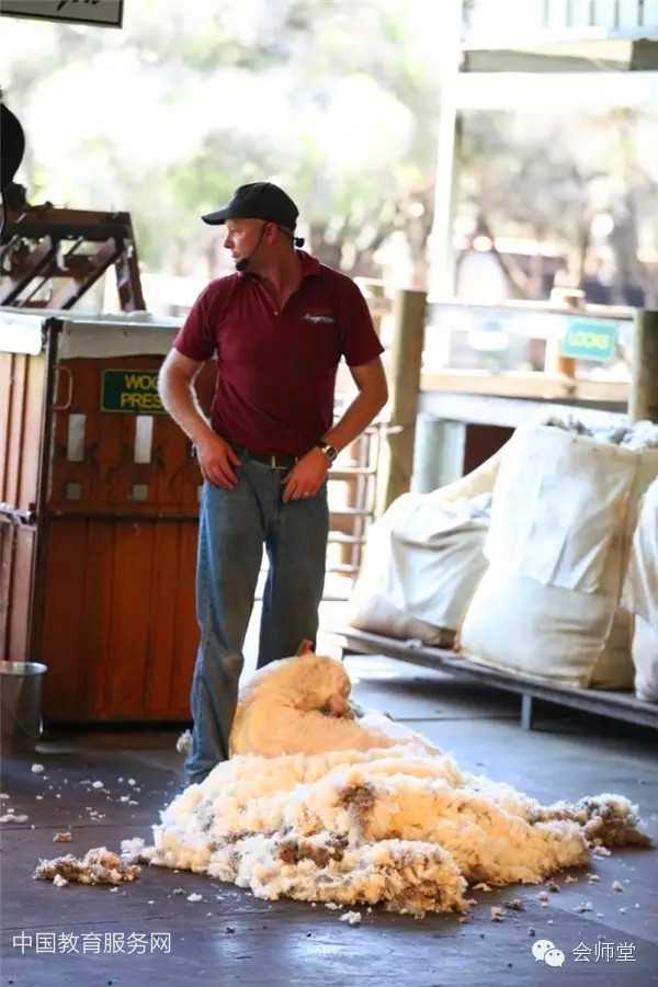 中国教育服务网：澳洲游记-羊毛是这样剪成的