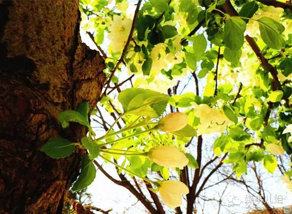 包钢三中真的要改名吗,包钢三中整体成绩怎么样