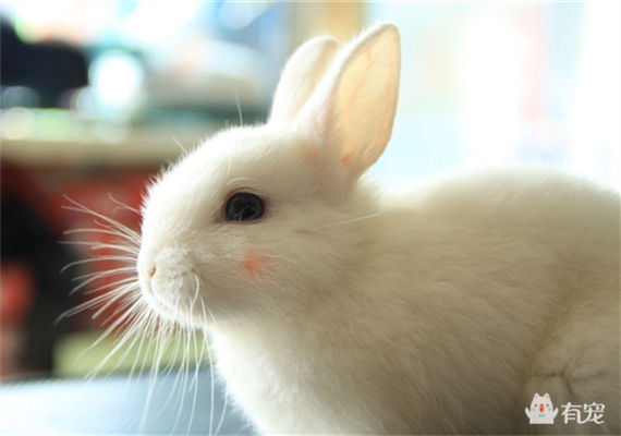 养宠物也要讲究卫生,养宠物也要看缘分