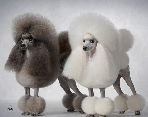 Simon说狗公寓中的精灵小泰迪