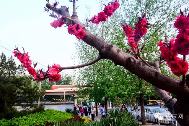 如果有人说“望京什么破地儿?”就把这条微信甩给他