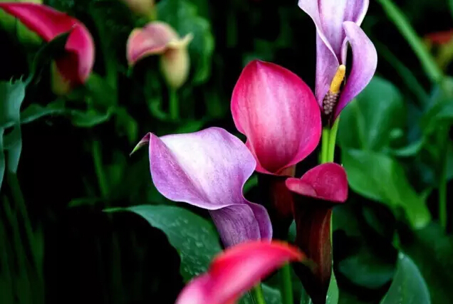 彩色马蹄莲花语象征与寓意,马蹄莲花语象征与寓意