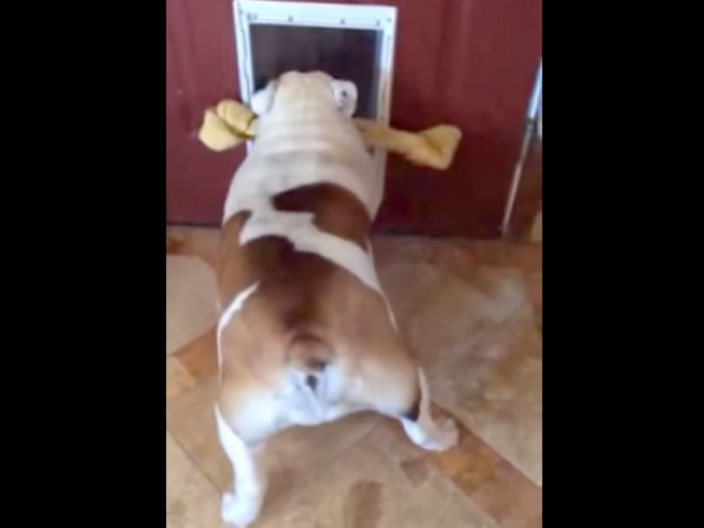 可爱法国斗牛犬,斗牛犬为什么咬东西不松口