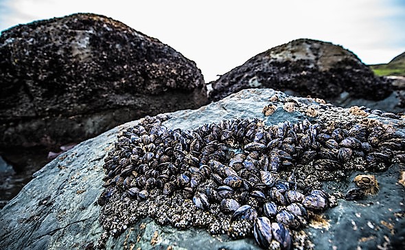 海贝淡菜怎么吃,野生海虹淡菜青口贝怎么吃