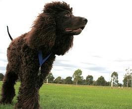 爱尔兰水猎犬好养吗,爱尔兰水猎犬的详细资料