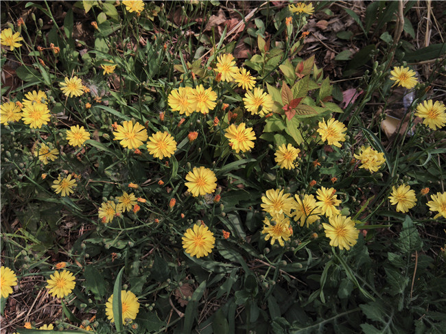 乐檬k3到底有多强,乐檬x3和青春版对比