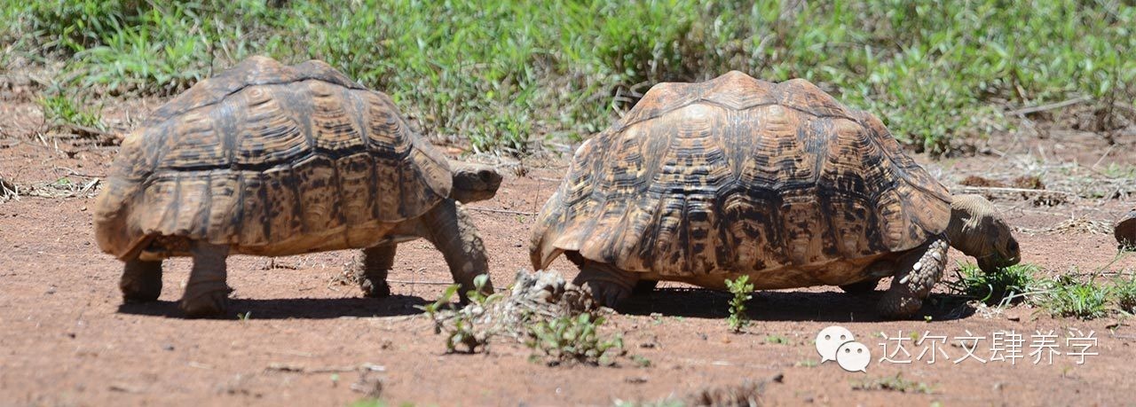 达尔文的象龟,达尔文进化岛最终进化形态