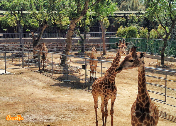 中南百草动物园,中南百草园萌宠乐园
