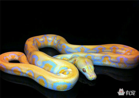 养宠物也要讲究卫生,养宠物也要看缘分