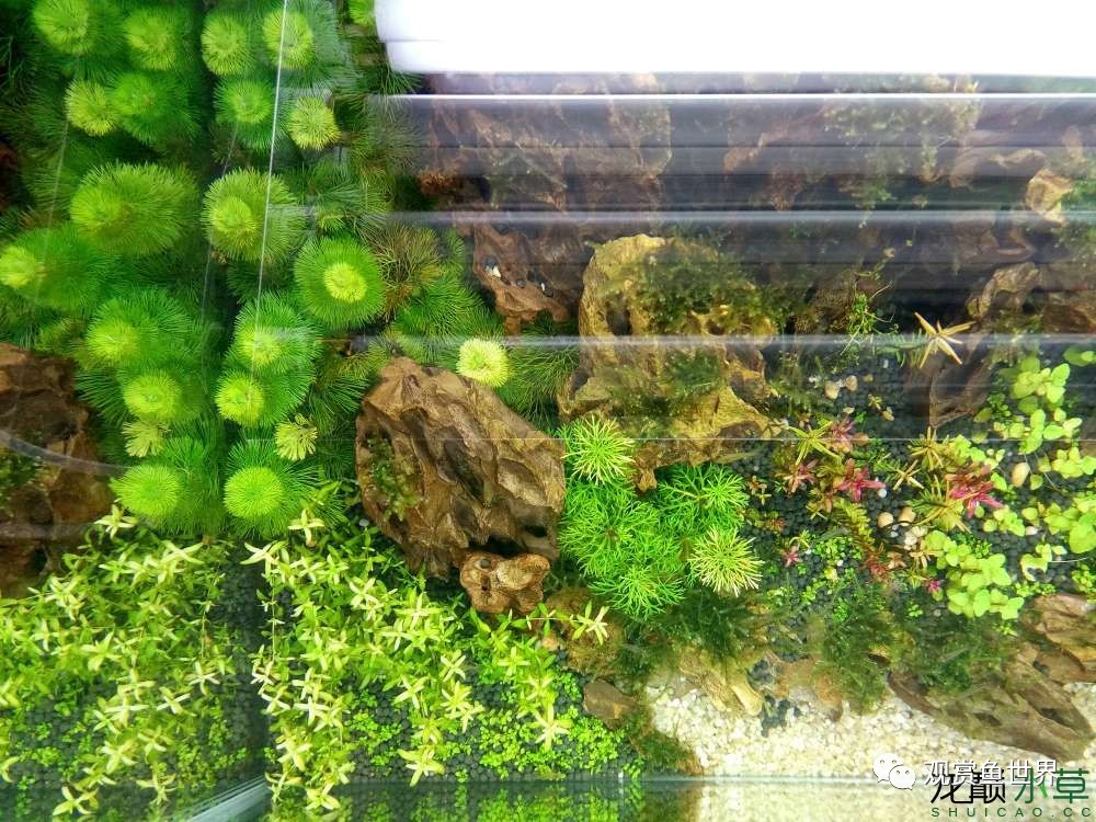 谦虚的新人晒一晒1米缸，“建缸”VS45天后（内涵多张细节图和详解！）