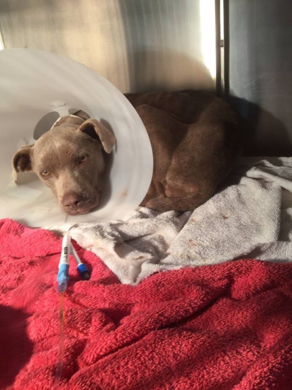 他们想这只狗一定恨透人类，但这名兽医进入狗笼后，证明了一件事