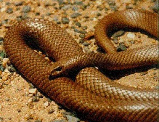 眼镜王蛇对世界上移动速度最快的第二大毒蛇黑曼巴，棋逢对手啊