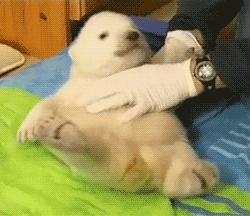 宠物宝宝能有多可爱,超萌小宠物萌到你的心都融化