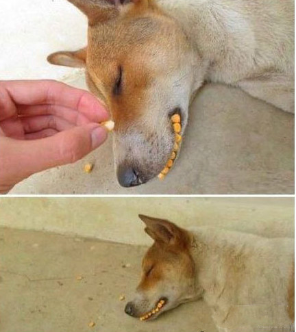 发给我学姐的搞笑图,疯狂取图搞怪图