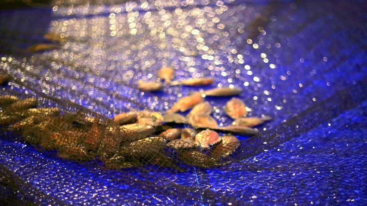 全过程记录,揭秘廉价济州岛跟团游背后的真相