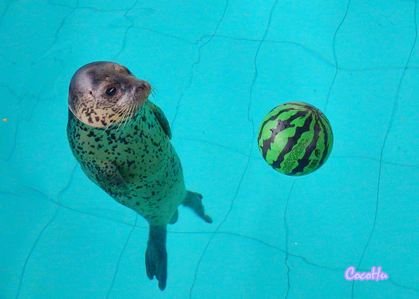 中南百草原景区动物园,中南百草原景区动物