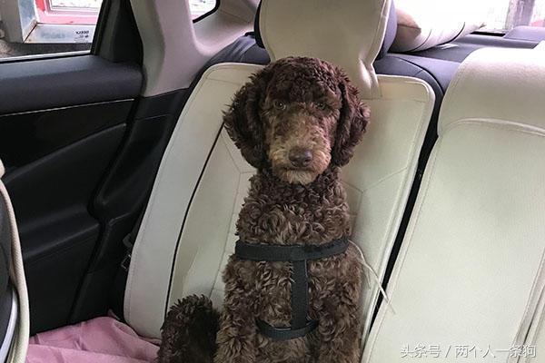 女子出差请闺蜜帮忙照顾女儿,女子出差三个月把狗狗寄养