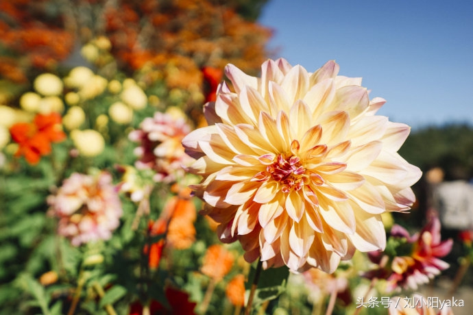 维多利亚水廊旅游,加拿大旅行景点
