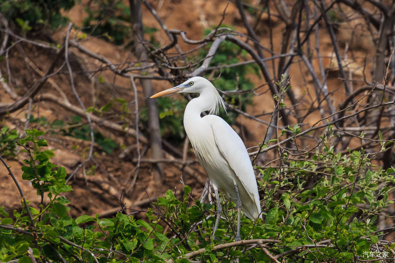 家乡之美美篇,家乡之美原唱完整版