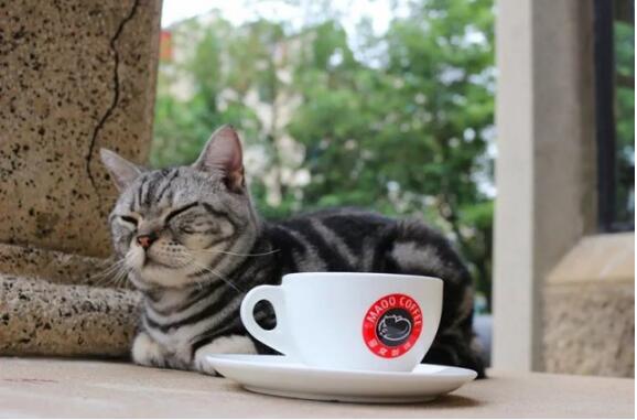 猫窝咖啡加盟大概多少钱,猫窝咖啡店加盟费多少钱