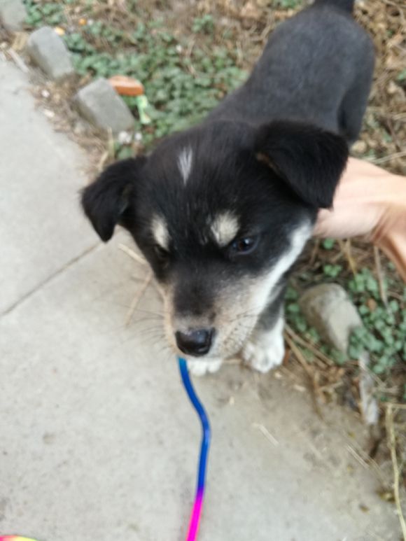 朋友送我一只两岁的金毛能要吗,二哈眼睛不一样但是额头有三把火