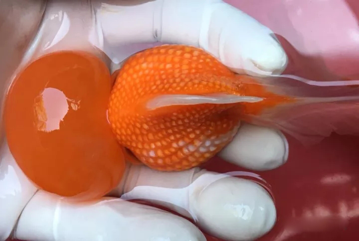 什么样的狮子头金鱼是精品,金鱼中的虎头和狮子头有什么区别