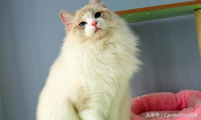 选猫需要问哪些问题,选猫英短重点