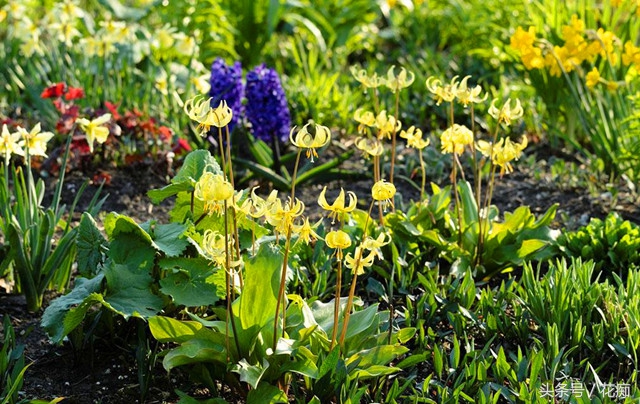 比蝴蝶兰好看好养的花,比蝴蝶兰好养的花