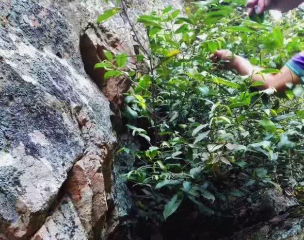 英德市特色,英德有几个特产