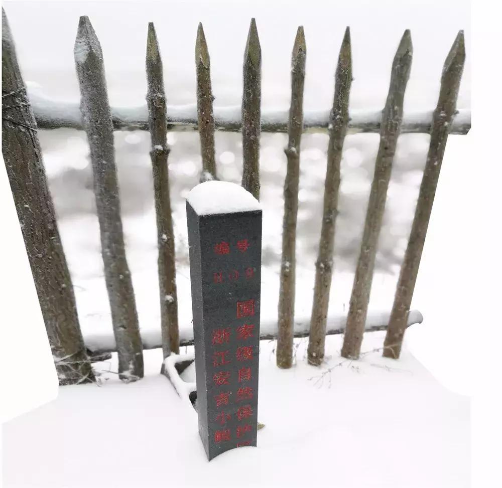 青山为伴！他在安吉龙王山留下的脚印，可绕地球一圈有余