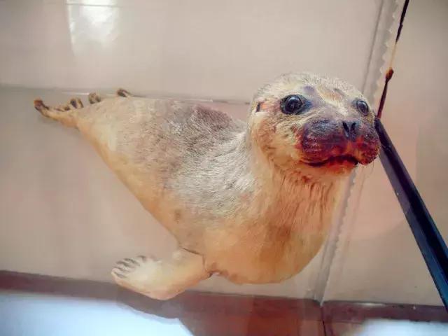 法国纪行—摩纳哥（看看F1赛道，欧洲*场赌**和摩纳哥王妃）