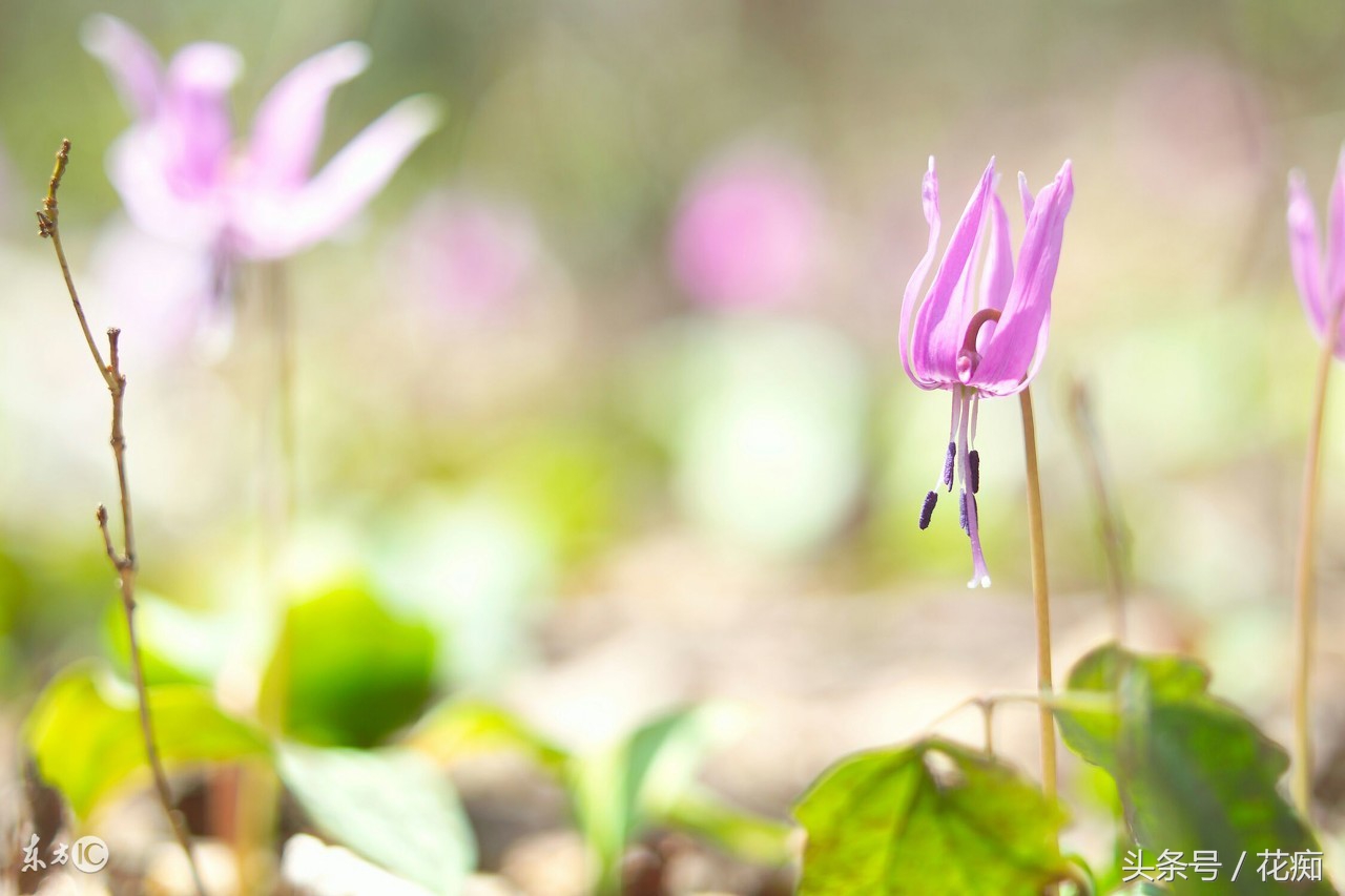 比蝴蝶兰好看好养的花,比蝴蝶兰好养的花