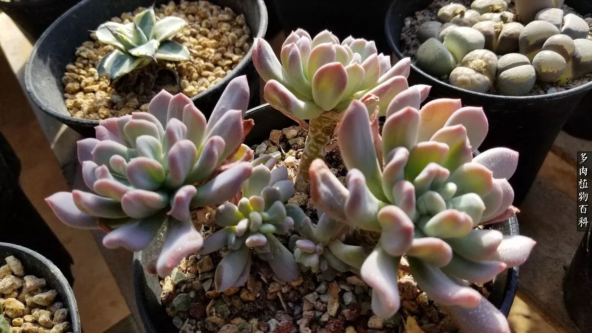 什么元素可以促进多肉生长,多肉修根喷除菌药