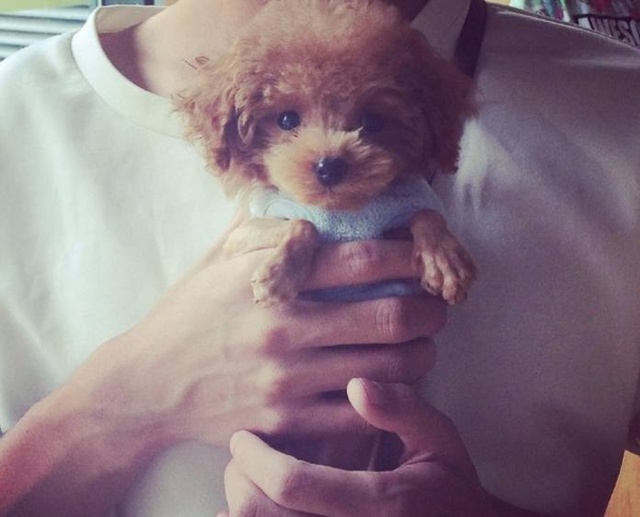 小体泰迪适合新手养,新手养泰迪入门教程