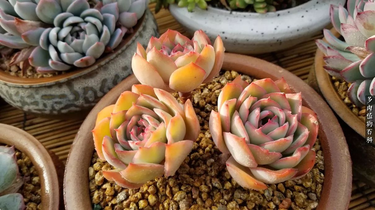 什么元素可以促进多肉生长,多肉修根喷除菌药