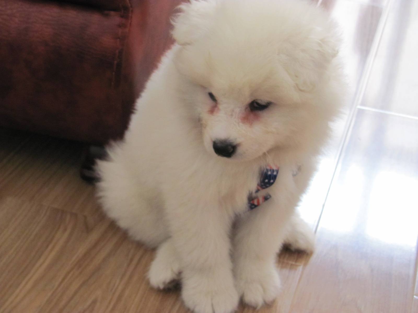 狗狗眼睛泪汪汪怎么治疗,狗狗眼睛出血该用什么特效药